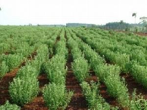 stevia-lands.jpg