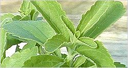 stevia-prod.jpg