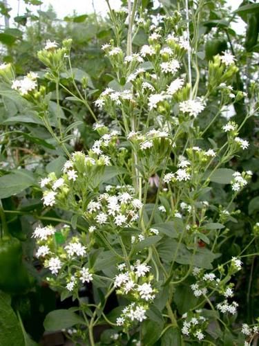 stevia-rebaudiana.jpg