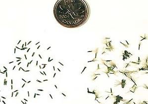 stevia-seeds-sidebyside2.jpg