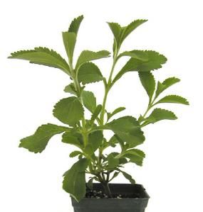 stevia2.jpg