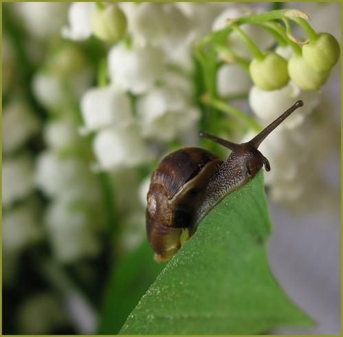muguet.jpg