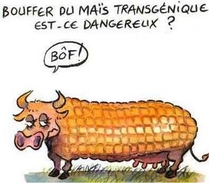 anti-ogm_vache.jpg