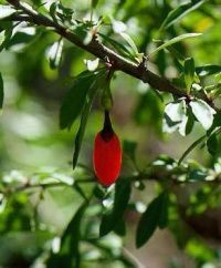 goji-hymalaya.jpg