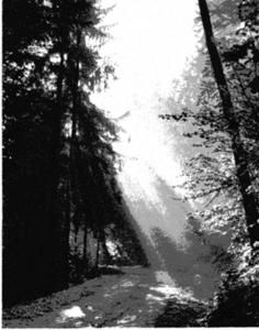La-foret.jpg
