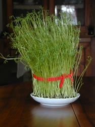 medium-ble-de-la-sainte-barbe.jpg