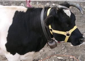 feteailfoirechevaux2.jpg
