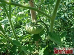 loiselet2007tomatesvertes.jpg