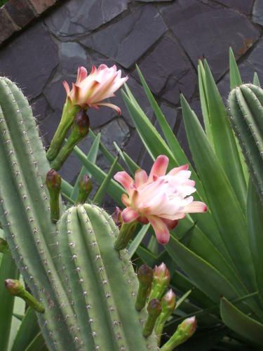IMGP0041.JPG