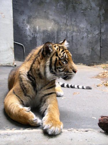 nouvel-animal-de-compagnie.JPG