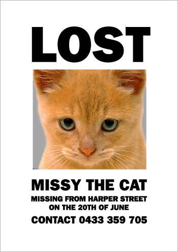 missy-cat-5.jpg