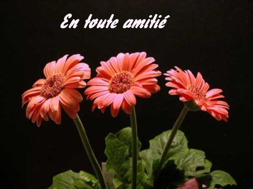 Amitié