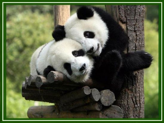 Amour-pandas.jpg