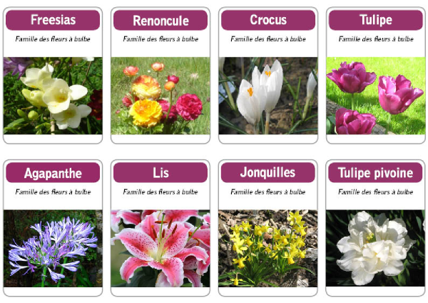 jeux éducatifs,jeux educatif,apprendre les fleurs,apprendre les plantes, nom des