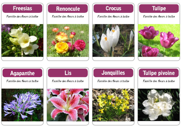 Contes pour enfants - Jeux éducatifs de Tibous - Jeu de 6 familles de  plantes et fleurs du jardin : famille des fleurs à bulbes - Tibous, contes  pour enfants au fil