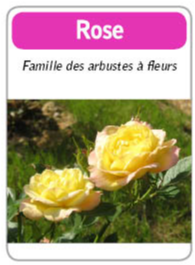 roses jaunes,fleurs jaunes,jeux d'éveil,éveil au jardin,eveil aux plantes,eveil aux fleurs,jeux éducatifs,jeux educatifs, apprendre le jardin,apprendre les fleurs, apprendre les plantes, jeux pour enfants sur la nature,fleurs, plantes pour enfants,apprendre a jardinier,le jardin des petits,le jardin pour petits,eveil et jardin,tibou,tibous