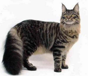 Ment Bien Choisir Son Chaton Ment Bien Choisir Son Chaton