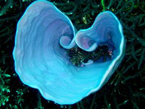 Eponge-bleue--coeur--Apo-Island--Negros--Philippines.JPG