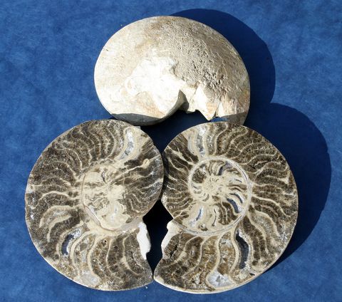 Ammonites-du-Maroc.JPG