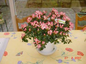 DSC05326.JPG