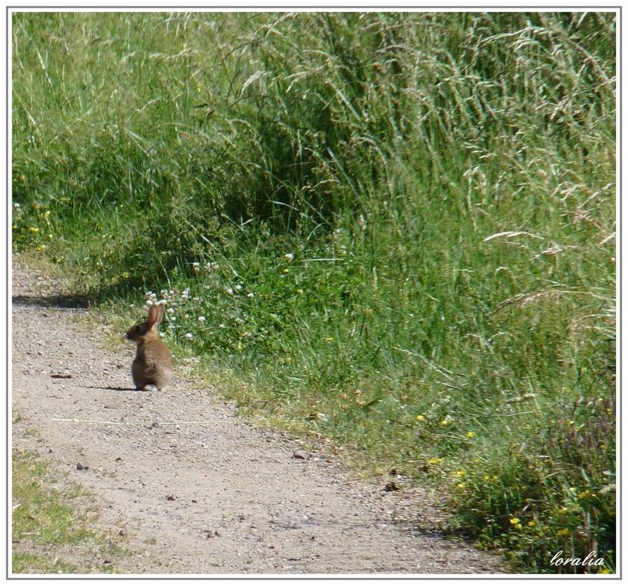 rencontre par animaux