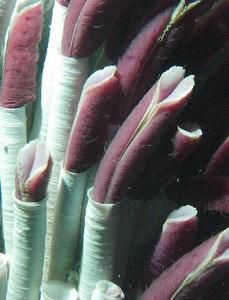 Tubeworms chemosynthesis