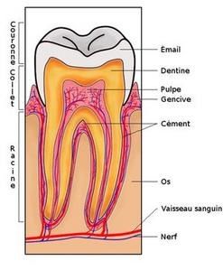 300px-Section_de_dent.jpg