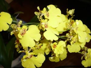 Oncidium.JPG