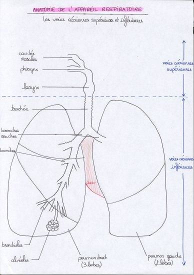 Schema de l'appareil respiratoire