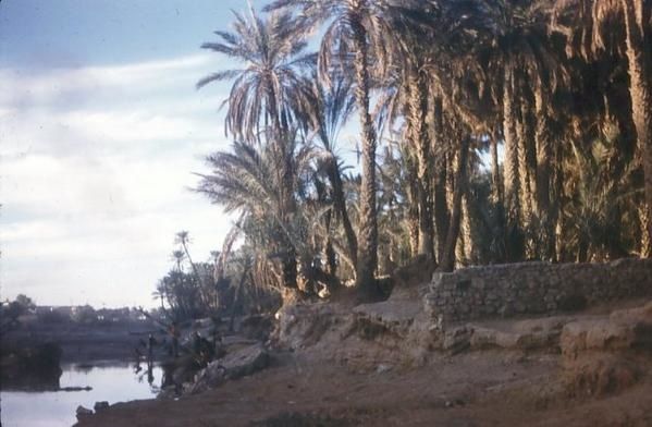 bechar-oued.jpg