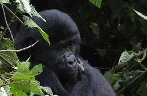gorilla-di-montagna.jpg