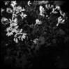 sans-titre-9flowersob.jpg