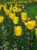tulips.jpg