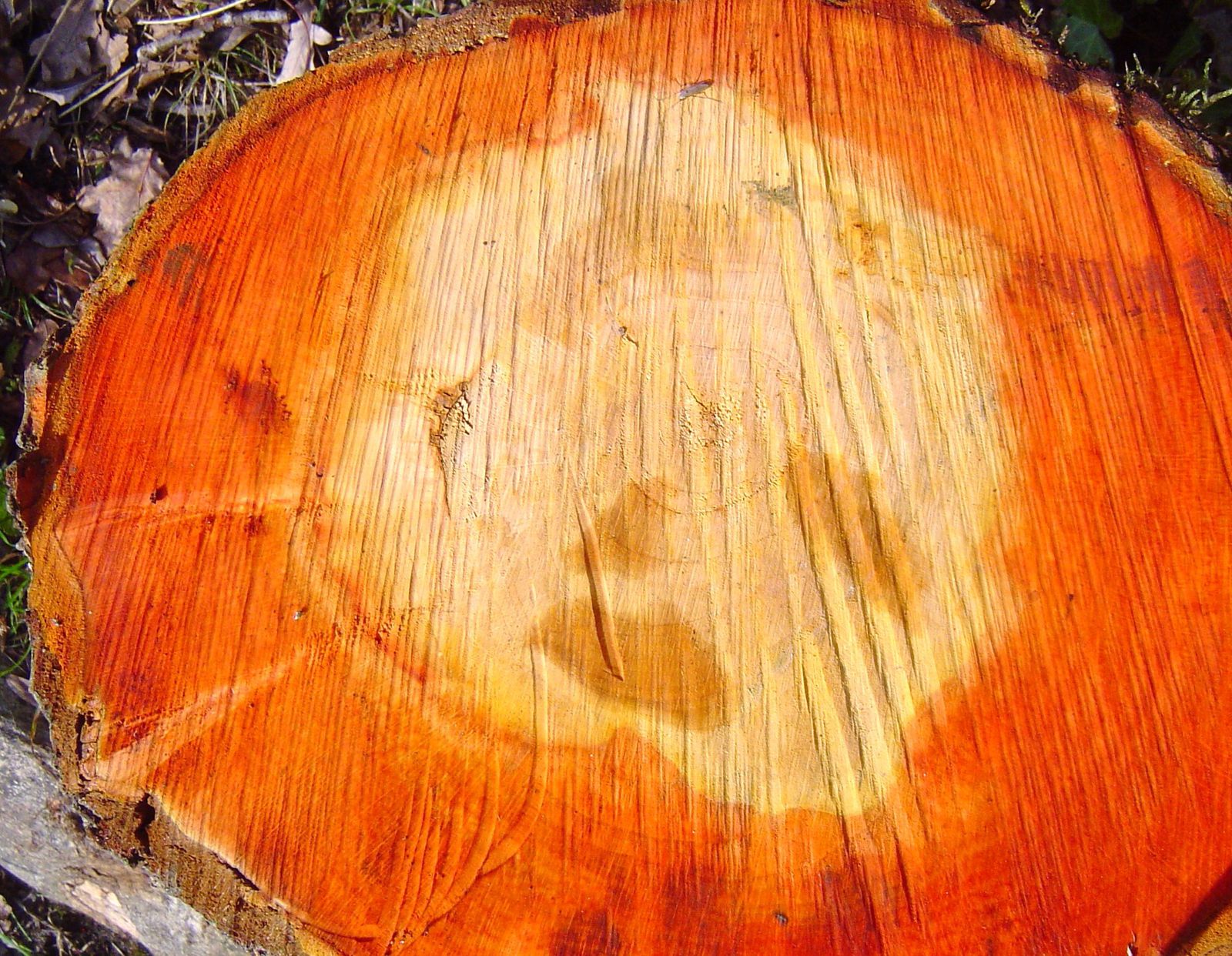 Métempsycose du bois ou le cri du tronc d'arbre coupé - Le Blog d'Elisabeth  Poulain