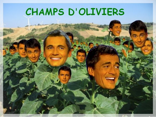 champs-d-oliviers.jpg