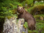 OurseFranska.gif