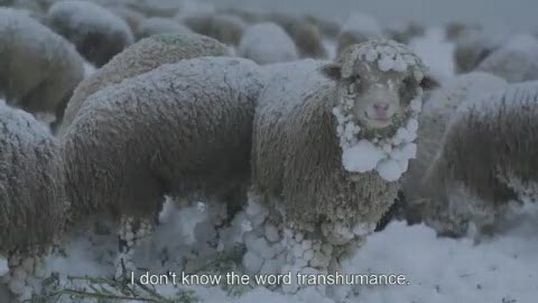 hiver nomade : mouton enneigé