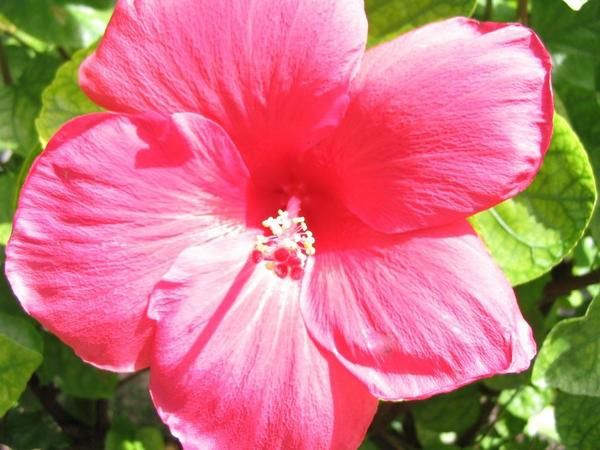 ile de la réunion paille en queue hibiscus