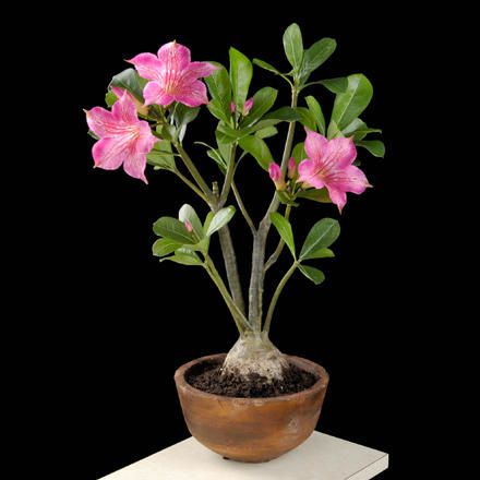 Bonsaï Création  Fiche d'entretien du Rose du désert (Adenium obesum)