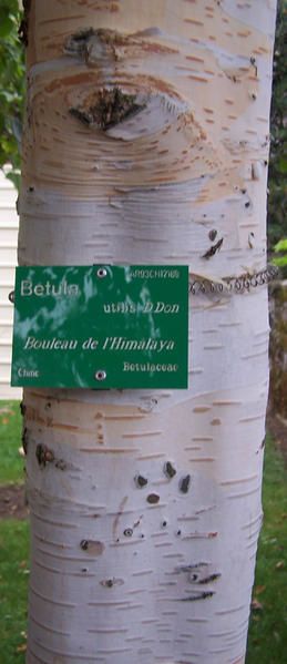bouleau-de-l-himalaya.jpg
