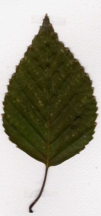 feuille1.jpg