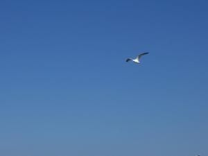 Golfe-du-Morbihan-032.jpg