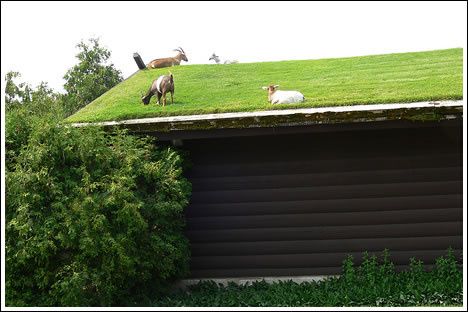 http://idata.over-blog.com/0/53/11/31/2007-S34/goatsonroof.jpg