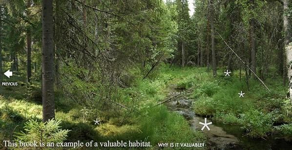 forest.jpg
