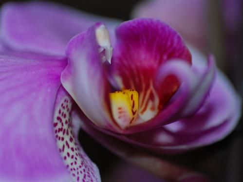 Orchid--e.jpg