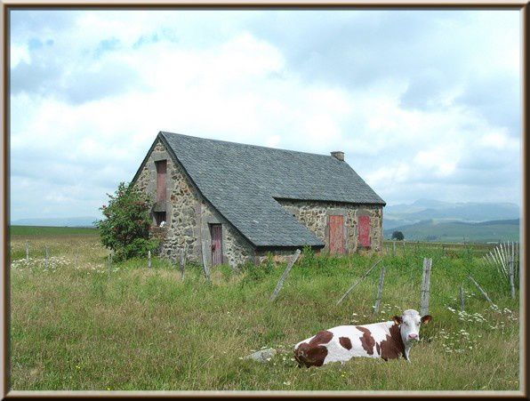maison dans la nature vache