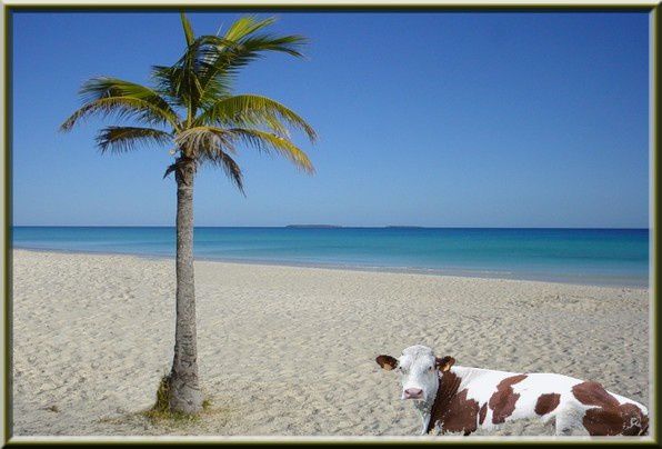 vache plage exotique 1 palmier