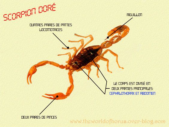 scorpion-dor---copie.jpg