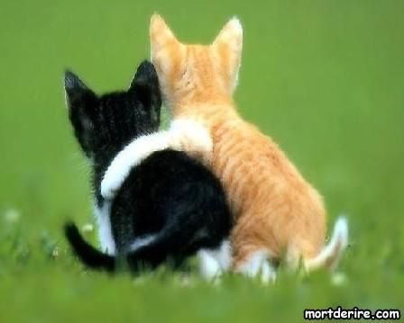 cyd9g_chatons-amis-pour-la-vie_jc8.jpg