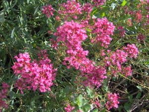 Photoperles-2883.jpg